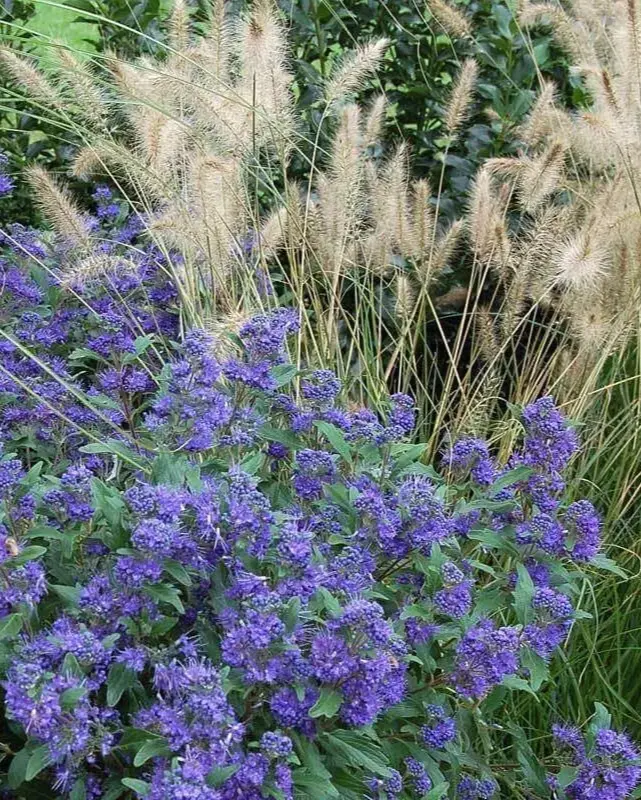 Grass - 'Hameln' Pennisetum - 3 Gallon 2