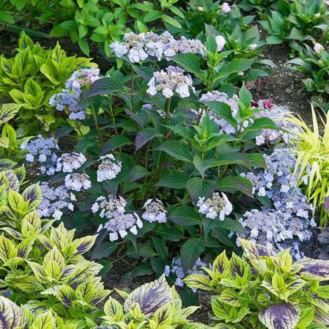 Hydrangea (Ser) 'Tiny Tuff Stuff'™ - 3 Gallon 1