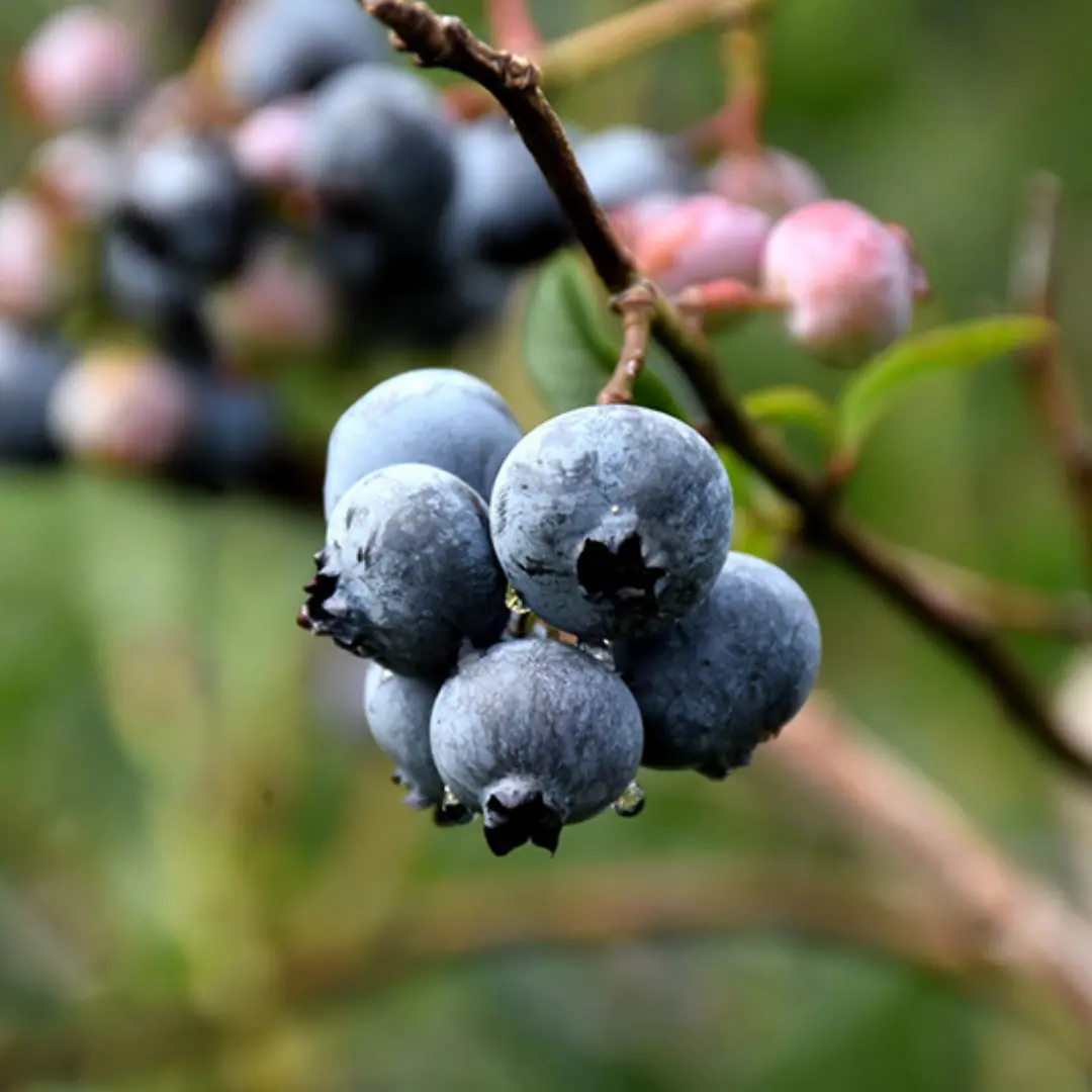 Vaccinium 'Chandler' Blueberry Bush 1