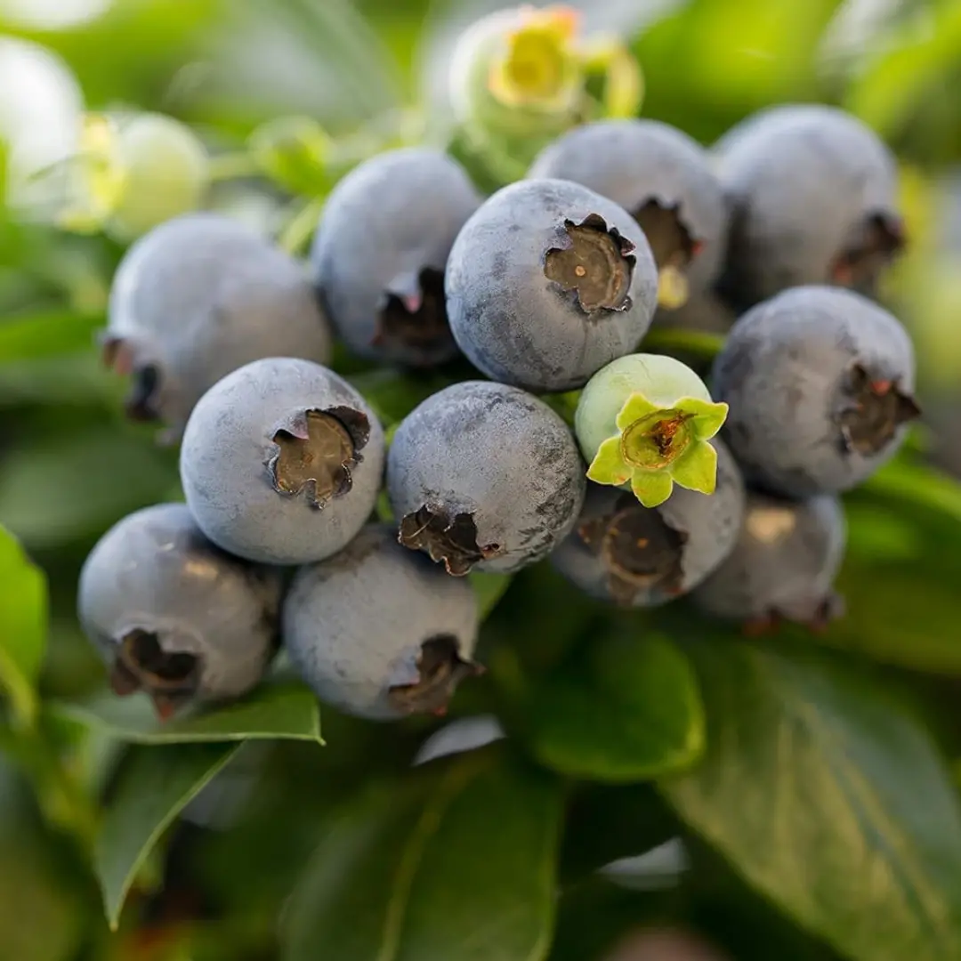 Vaccinium 'Jelly Bean' Blueberry Bush - 1 Gallon 1