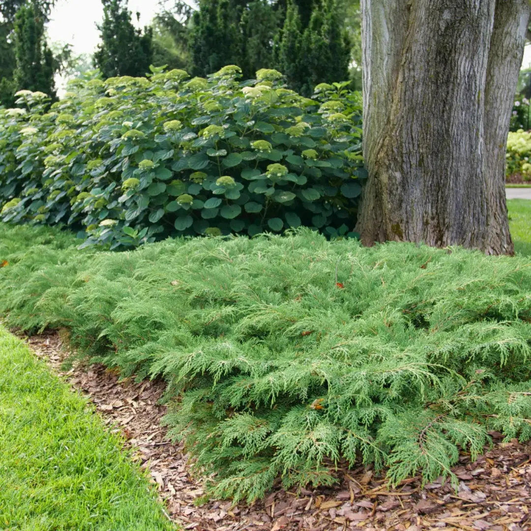 Siberian Cypress 'Celtic Pride'® - 3 Gallon (Pw) 1