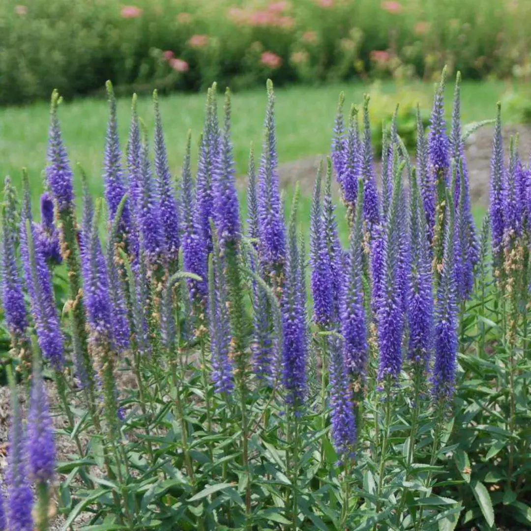 Veronica 'Royal Candles' - 1 Gallon 1