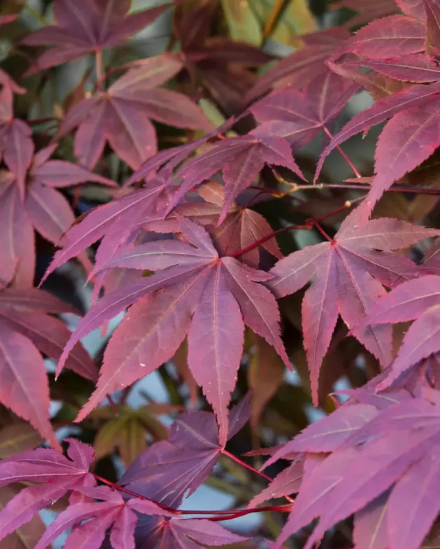 Acer 'Crimson Prince' (Japanese Maple) - 3 Gallon 1