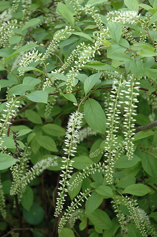 Itea 'Henry's Garnet' (Sweetspire) - 3 Gallon 1