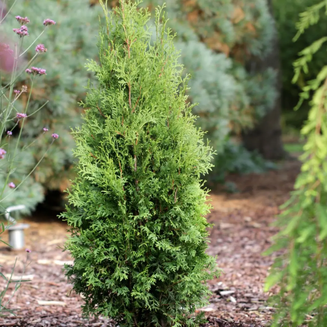 Arborvitae 'Private Jet™' (Thuja Occidentalis) - 1 Gallon 1