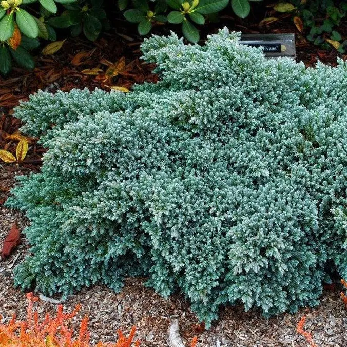 Juniper 'Blue Star' - 3 Gallon 1