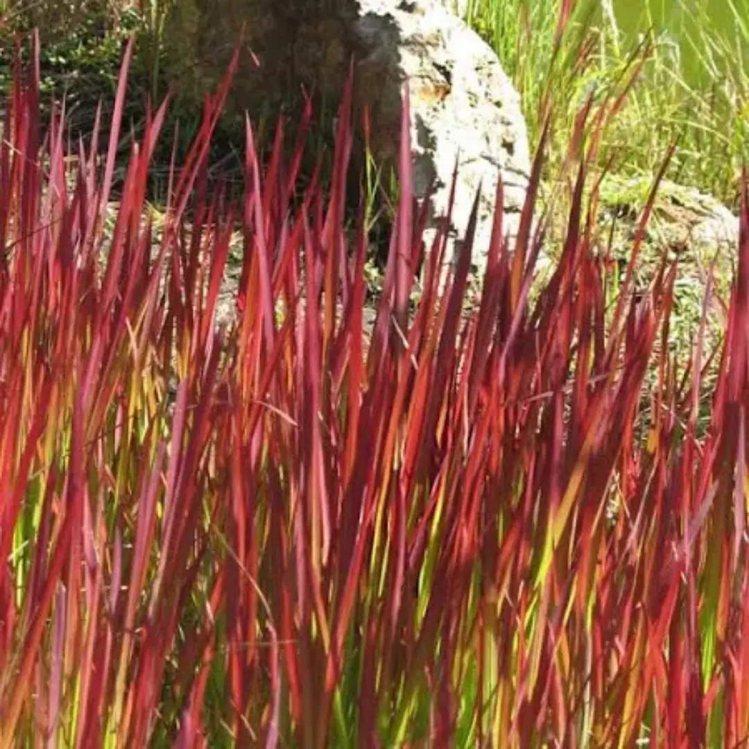 Grass 'Red Baron' - 1 Gallon 1
