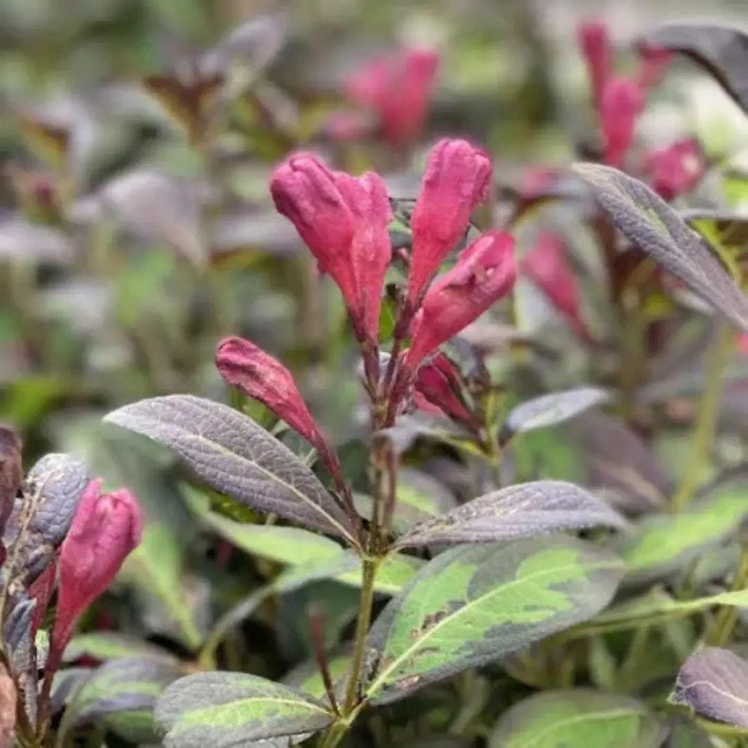 Weigela 'Vinho Verde™' - 3 Gallon (Pw) 1