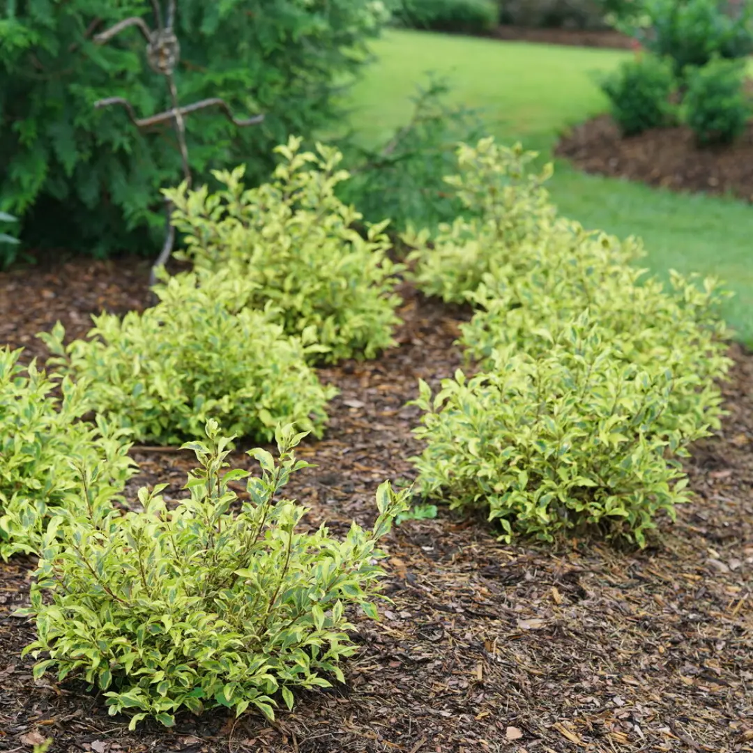 Weigela 'Bubbly Wine' - 3 Gallon (Pw) 1