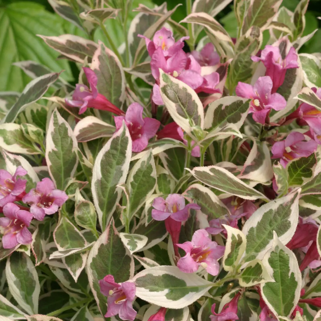 Weigela 'My Monet'® - 2 Gallon (Pw) 1