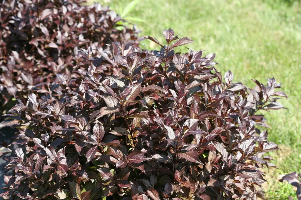 Weigela 'Midnight Wine Shine'® - 3 Gallon (Pw) 1