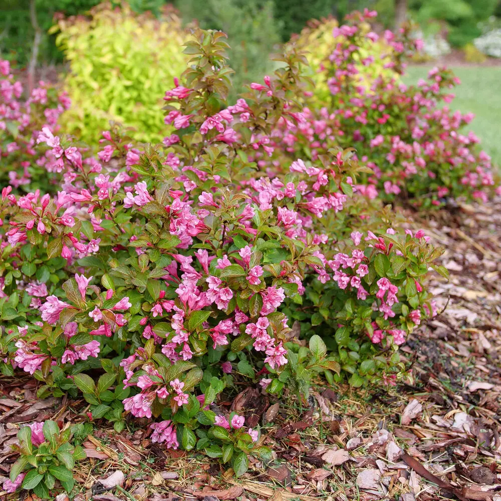 Weigela 'Midnight Sun™' - 3 Gallon (Pw) 1
