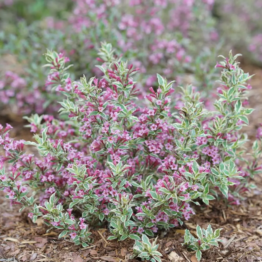 Weigela 'My Monet Purple Effect'® - 2 Gallon (Pw) 1