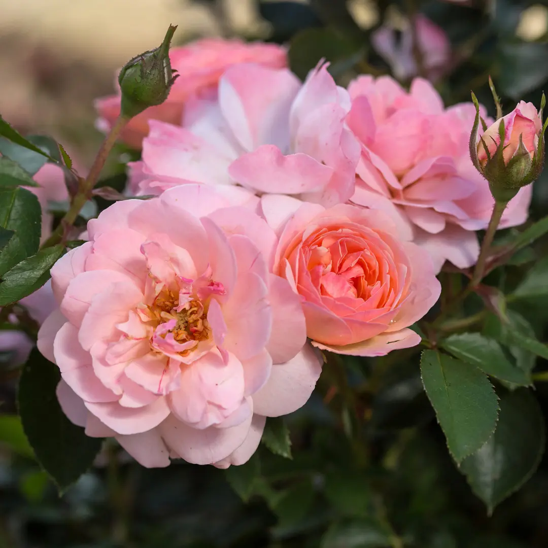 Rose 'Calypso' - 2 Gallon 1