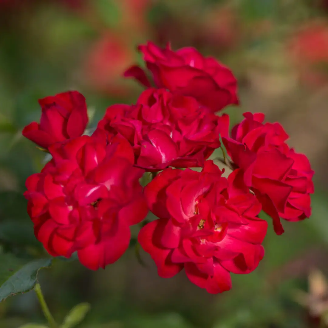 Rose 'Mystic Fairy'® - 2 Gallon 1