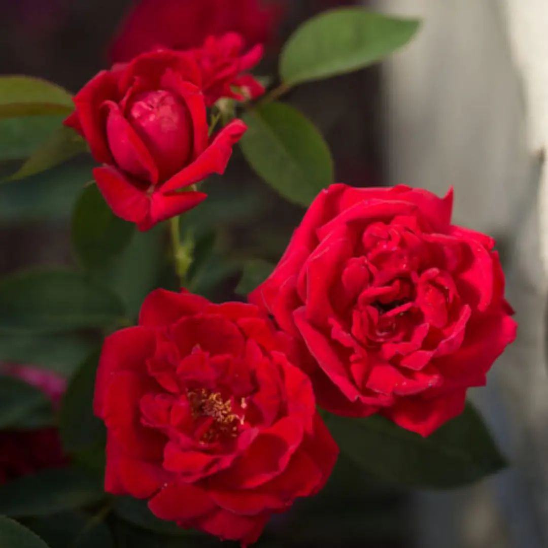Rose 'Kashmir' - 2 Gallon 1