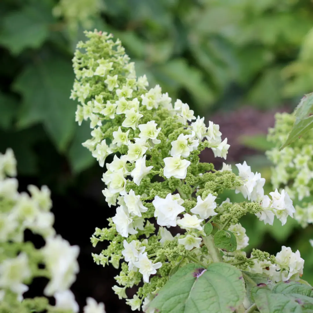 Hydrangea (Quer) 'Gatsby Star' - 3 Gallon (Pw) 1