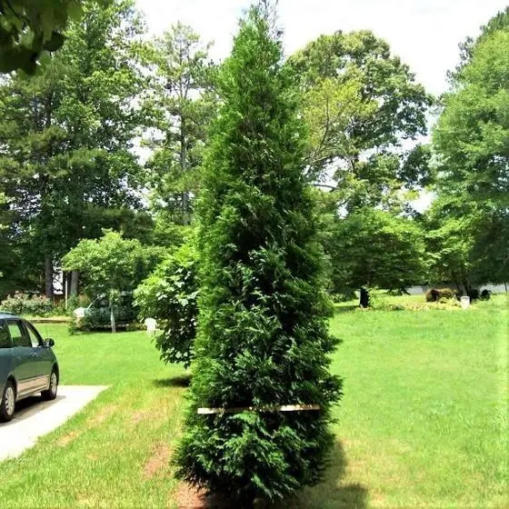 Arborvitae 'Full Speed A Hedge®' (Thuja Occ.) - 3 Gallon 1