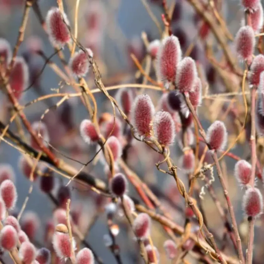 Salix 'Mount Aso' (Pussy Willow) - 3 Gallon 1