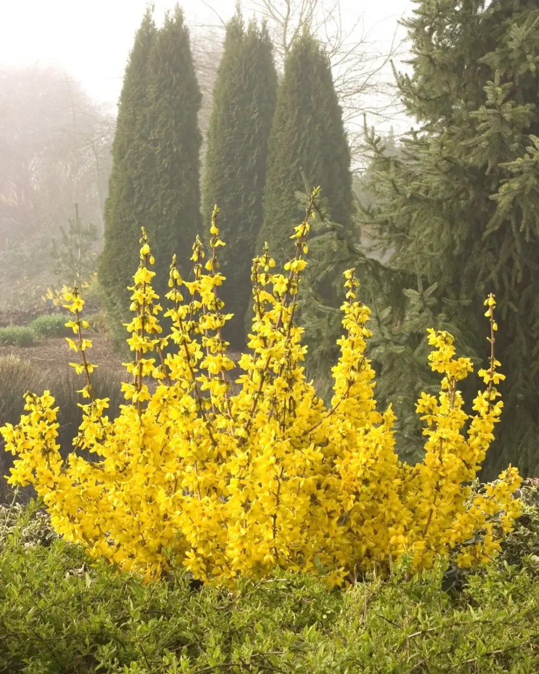 Forsythia 'Magical® Gold' - 3 Gallon 1