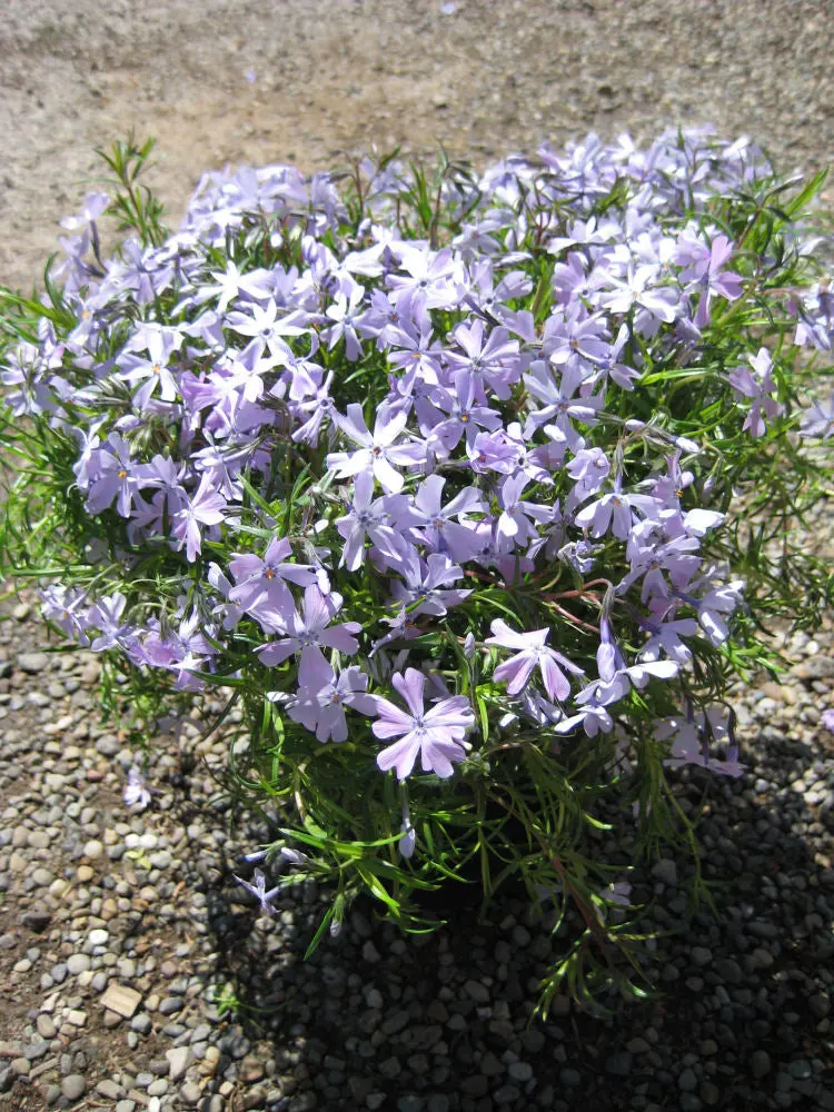 Emerald Blue Moss Phlox (Phlox Subulata 'Emerald Blue') - Qt 1