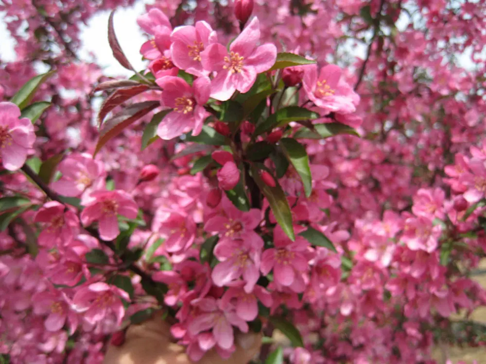 Crabapple (Malus 'Prairifire') - 3 Gallon 1
