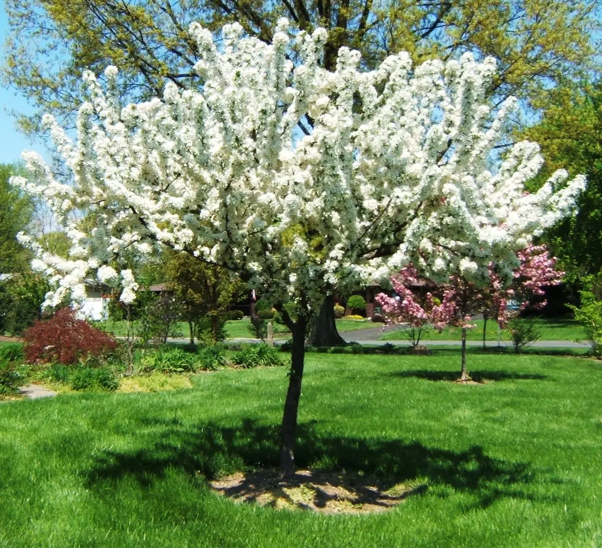 Redbud Crabapple Tree (Malus X Zumi 'Calocarpa') - 2 Gallon 1