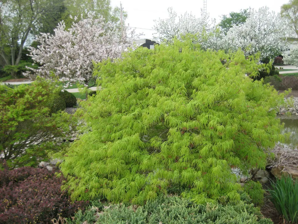 Acer 'Viridis' (Laceleaf Japanese Maple) - 3 Gallon 1
