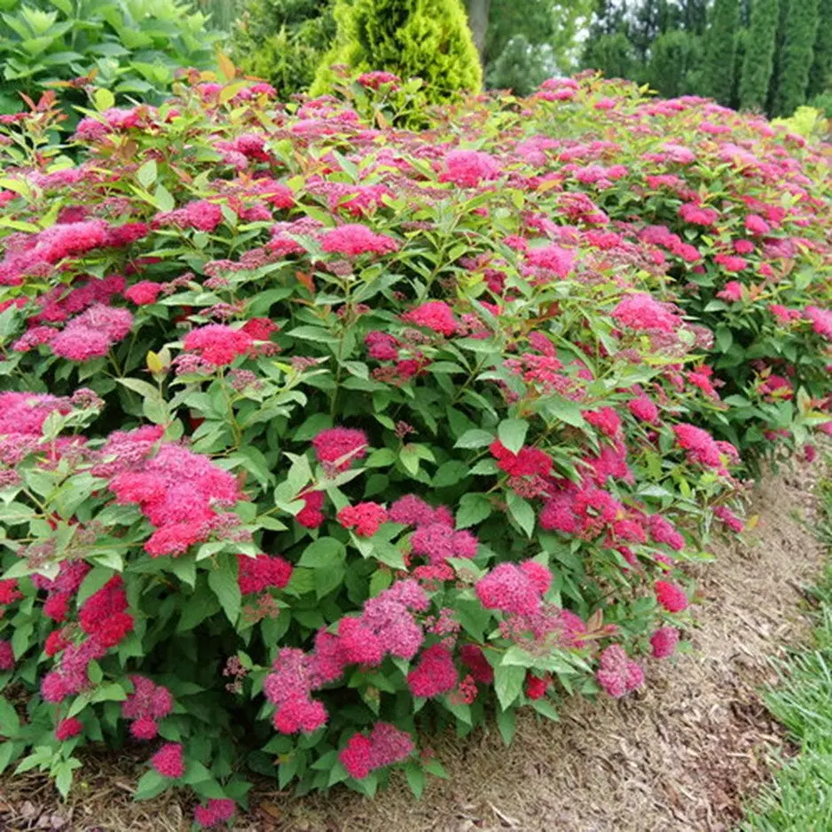 Spiraea Jap. 'Dbl Play Doozie'  G1 Pw 1
