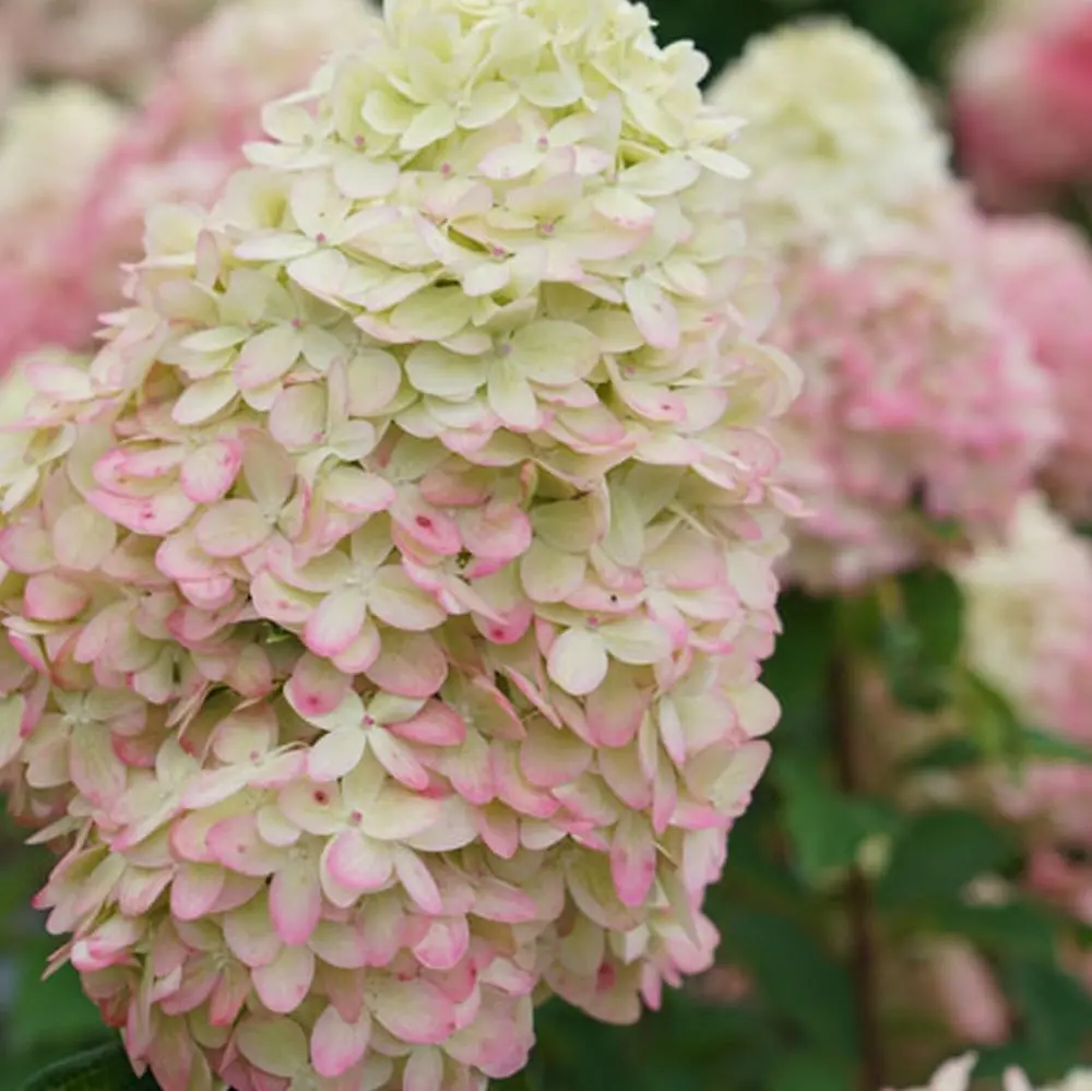 Hydrangea Tree (Pan) 'Limelight Prime'® 1