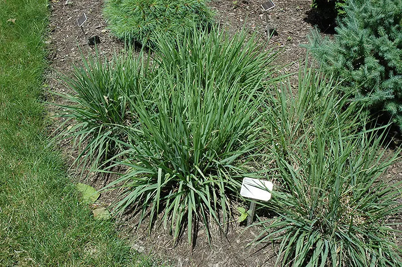 Grass - Eragrostis Spectabilis (Purple Love Grass) *Tb* 1